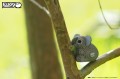16_koala_04.JPG