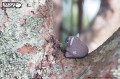 16_koala_05.JPG