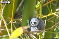 13_panda_04.JPG