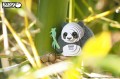 13_panda_05.JPG