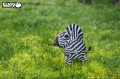 11_zebra_02.JPG