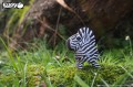 11_zebra_04.JPG