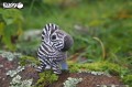 11_zebra_05.JPG