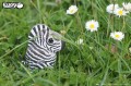 11_zebra_06.JPG