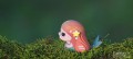 50_mermaid_04n_JPG.jpg
