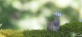33_Narwhal_05_jpg.jpg