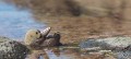 60_seaotter_3_jpg.jpg