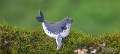51_humpback_03_jpg.jpg