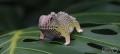 04_tuatara eugy.jpg