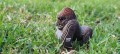 077_gorilla_3_jpg.jpg