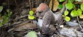 077_gorilla_5_jpg.jpg