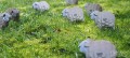 18_sheep_03_jpg.jpg