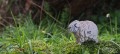 18_sheep_05_jpg.jpg