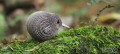 01_kiwi_05_jpg.jpg