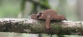 32_sloth_05_jpg.jpg