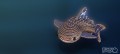 49_shark_whale_3_jpg.jpg