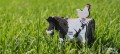 079_holstein_03_jpg.jpg