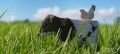 079_holstein_04_jpg.jpg