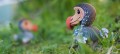 100_dodo_03_jpg.jpg