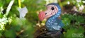 100_dodo_05_jpg.jpg