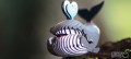 084_bowhead_whale_06_jpg.jpg