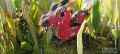 085_red_dragon_04_jpg.jpg