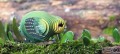 099_kakapo_04_jpg.jpg