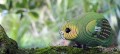 099_kakapo_06_jpg.jpg