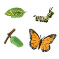 figurki cylk zycia motyla safari ltd figurki montessori.jpg