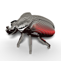 111_Goliath_Beetle_rendering_0002.png