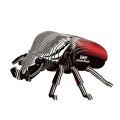 111_Goliath_Beetle_white.jpg