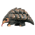 110_Pangolin_001_woBG.png