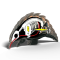 110_Pangolin_anatomy.png