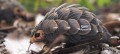 110_pangolin_3_jpg.jpg
