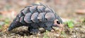 110_pangolin_5_jpg.jpg