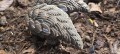 110_pangolin_6_jpg.jpg