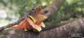 108_frilled_lizard_3_jpg.jpg