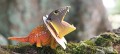 108_frilled_lizard_5_jpg.jpg
