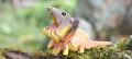 108_frilled_lizard_6_jpg.jpg