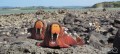 107_walrus_3_jpg.jpg