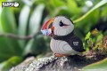 101_Puffin maskonur eugy.jpg
