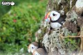 101_Puffin maskonur w naturze.jpg