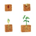 662416-Life-Cycle-of-a-Green-Bean-Plant_1.jpg