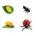 662716-Life-Cycle-of-a-Ladybug_1.jpg