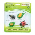 662716-Life-Cycle-of-a-Ladybug.jpg