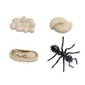 663916-Life-Cycle-of-a-Ant_1.jpg