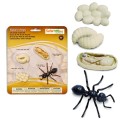 cykl życia biedronki figurki safari ltd.jpg