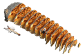 117_Desert_spadefoot_toad-exploded_9FEB.png