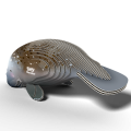122_Manatee_rendering_20240610_0003.png