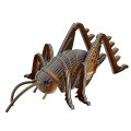 119_Giant_Weta_white.jpg